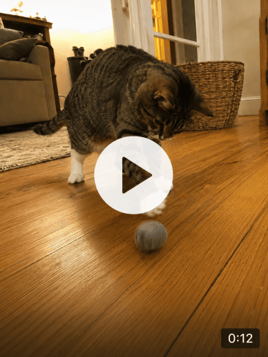 Vidéo de Nala envoyée à sa propriétaire